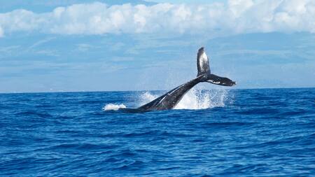 Un hombre fue chocado por una ballena jorobada. Foto: Unsplash