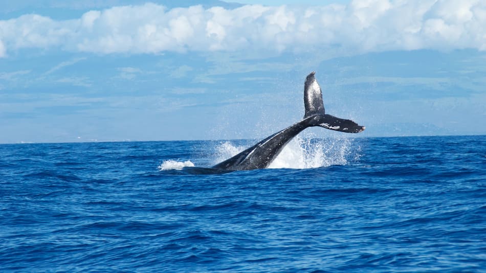 Un hombre fue chocado por una ballena jorobada. Foto: Unsplash