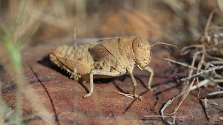 El saltamontes de la llanura de Crau (Prionotropis rhodanica), en peligro crítico, es endémico de la estepa de Crau, en el sur de Francia. EFE