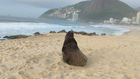 Lobo marino en Río de Janeiro. Foto: X/marcioayer
