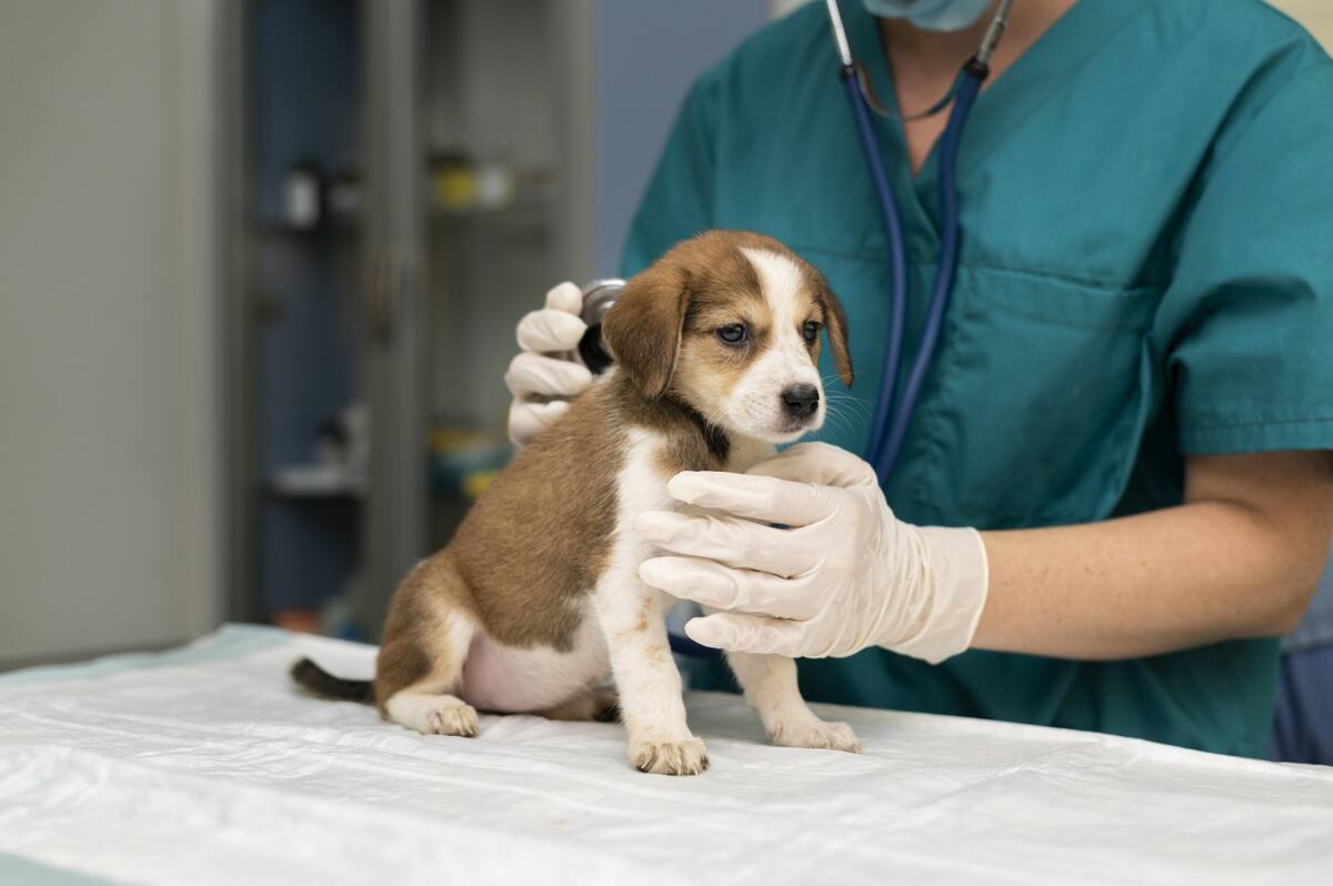 Veterinaria, animales. Foto Freepik