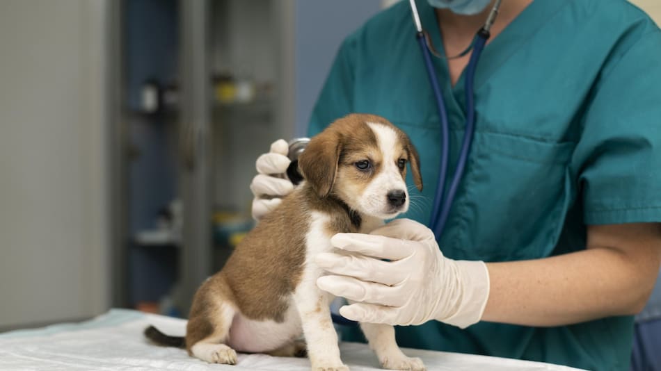 Veterinaria, animales. Foto Freepik