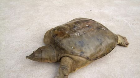 Tortuga caparazón blando : Foto Reuters