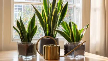 Lengua de suegra. Fuente: Unsplash