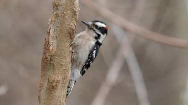 “Martillo viviente”: el pequeño pájaro que asombra a la ciencia por su fuerza descomunal