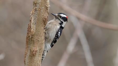 Pájaro carpintero pubescente.