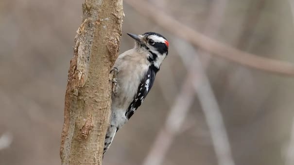 “Martillo viviente”: el pequeño pájaro que asombra a la ciencia por su fuerza descomunal