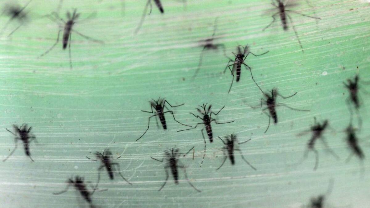 Dengue, mosquito. Foto: Reuters