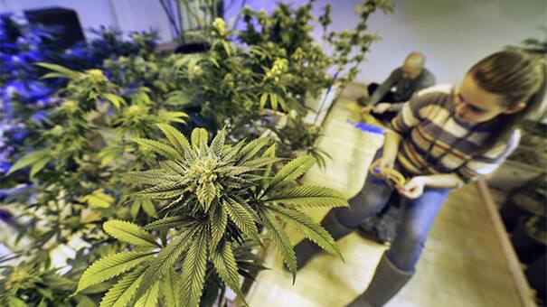 Cultivo de marihuana medicinal llega a Alemania