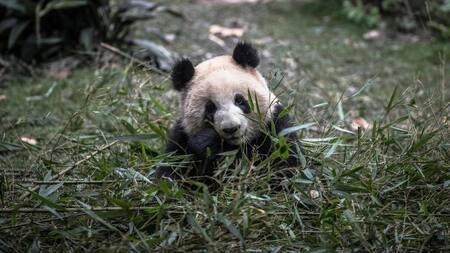 Según sus cuidadores, el panda He Ye exhibía características similares a los machos. Foto: EFE.