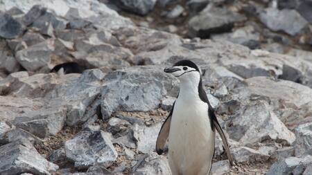 Pingüino. Foto: Unsplash