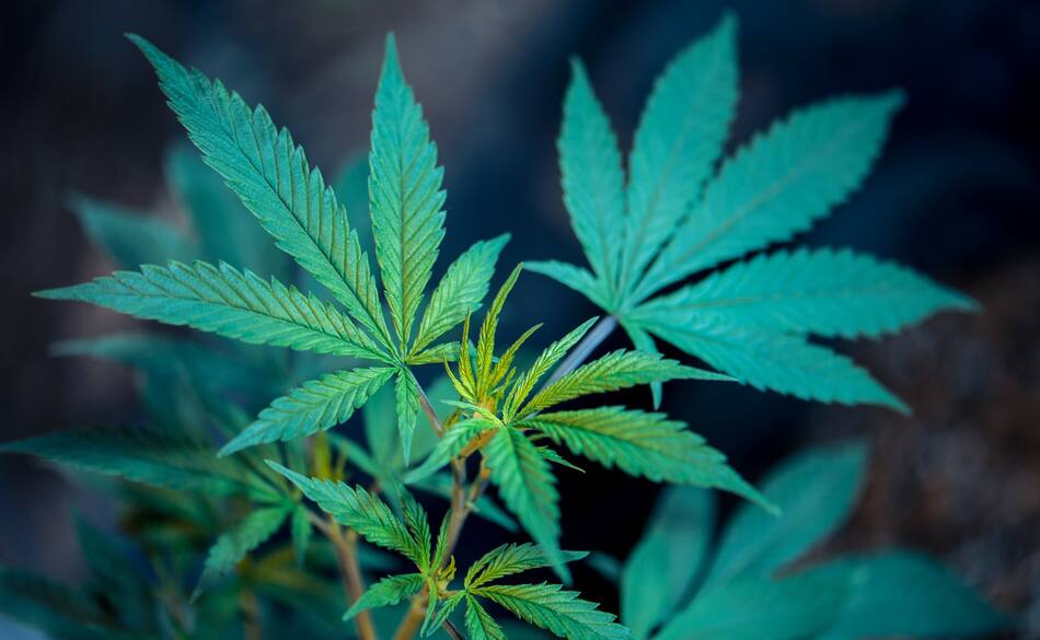 Los odontólogos empezaron a usar cannabis para tratar a pacientes. Foto: Unsplash