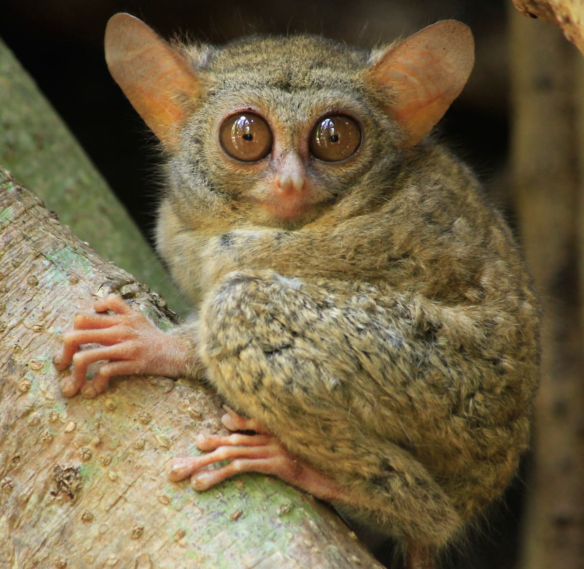 El tarsero es el animal que inspiró la creación de Stitch. Foto: Wikipedia.