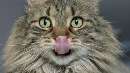 Los alimentos que no debes darle a tu gato. Foto Unsplash.