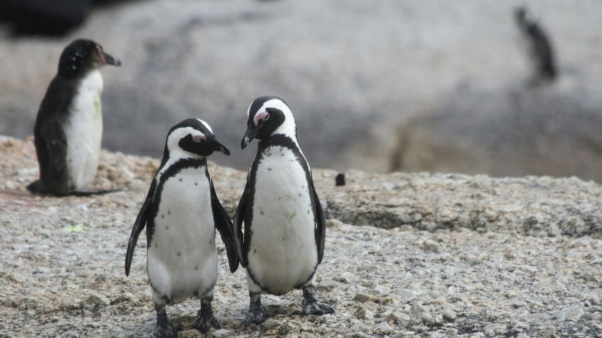 Pingüinos de Magallanes. Foto: Unsplash