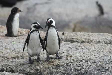 Pingüinos de Magallanes. Foto: Unsplash