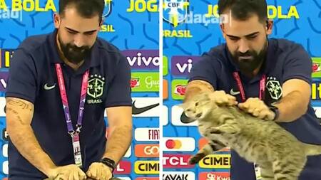 Un gato interrumpió en la conferencia de prensa de Vinicius Junior. Foto: Captura de video.