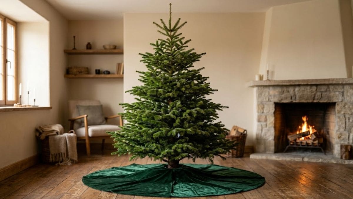 Si tenés un árbol de Navidad verde, te contamos qué adornos tenés que comprar antes del 8 de diciembre.