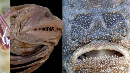 Peces raros. Fuente: Captura.