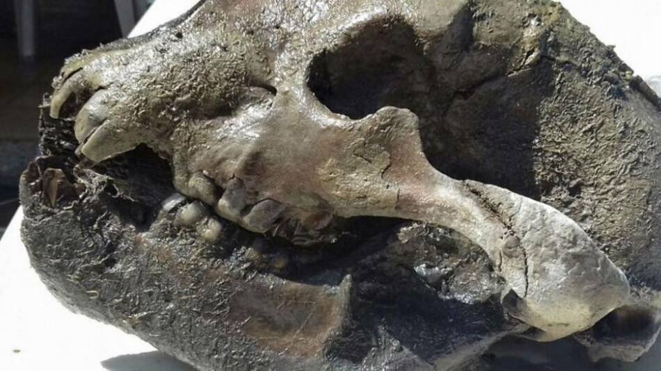 Restos óseos de oso de más de 25 mil años