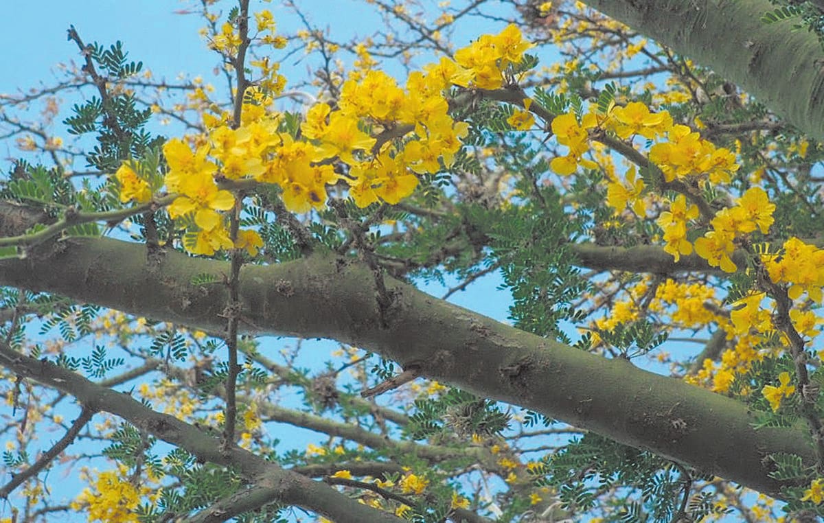 Cómo cuidar un árbol de chañar