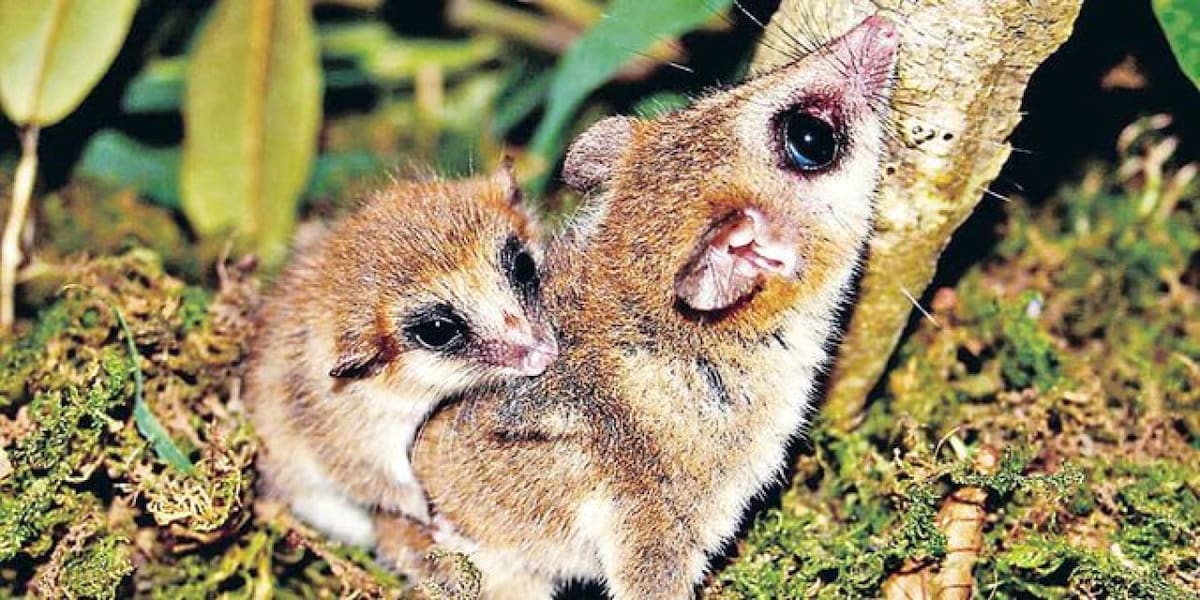 Monito del monte. Foto X