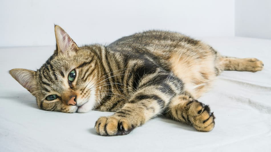 Gatos. Foto: Unsplash.