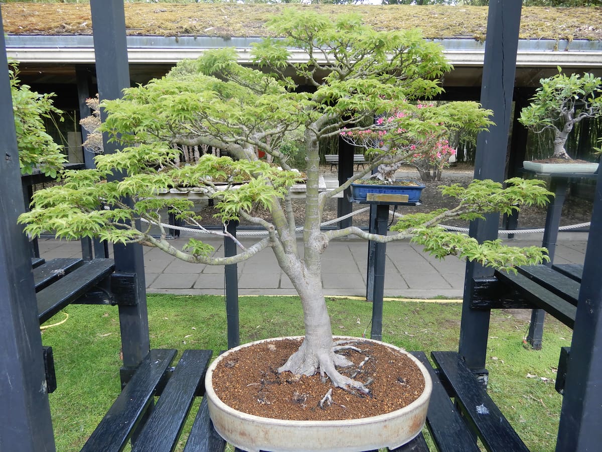 Un arce japonés (Acer palmatum) en maceta.