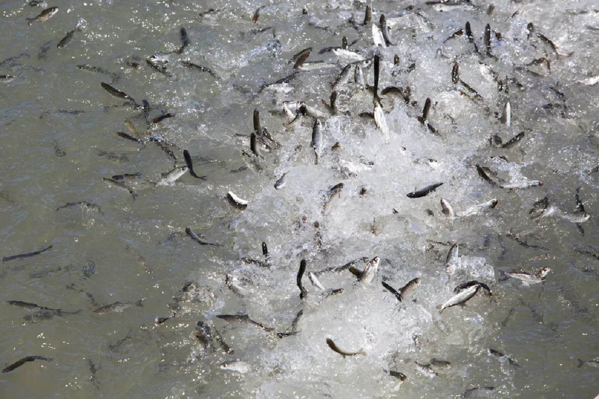 Salmón en la Patagonia