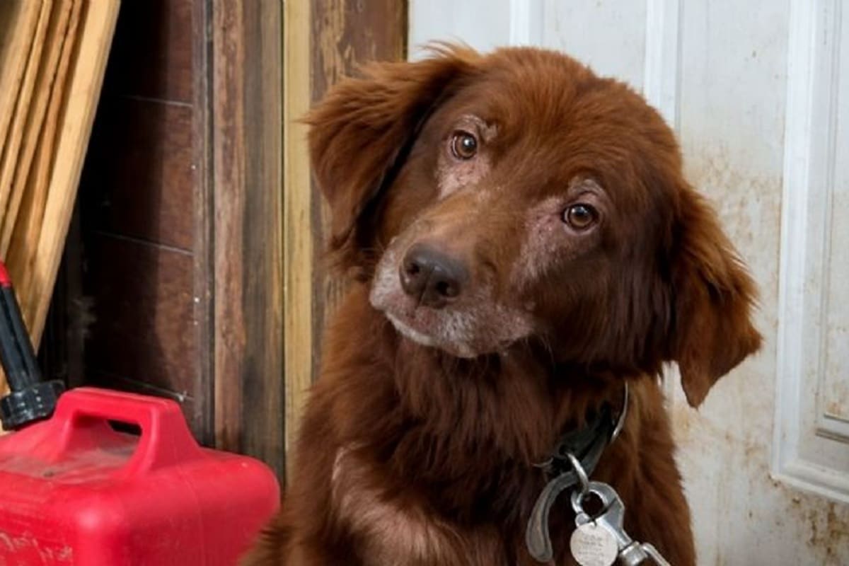 Cinnamon, la perra que pasó años encadenada y sorprendió al mundo con su reacción tras ser rescatada.