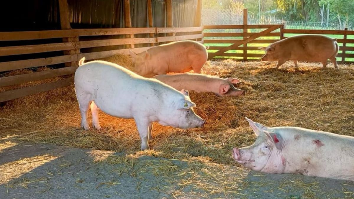 La investigación es un avance en materia de trasplante de órganos.