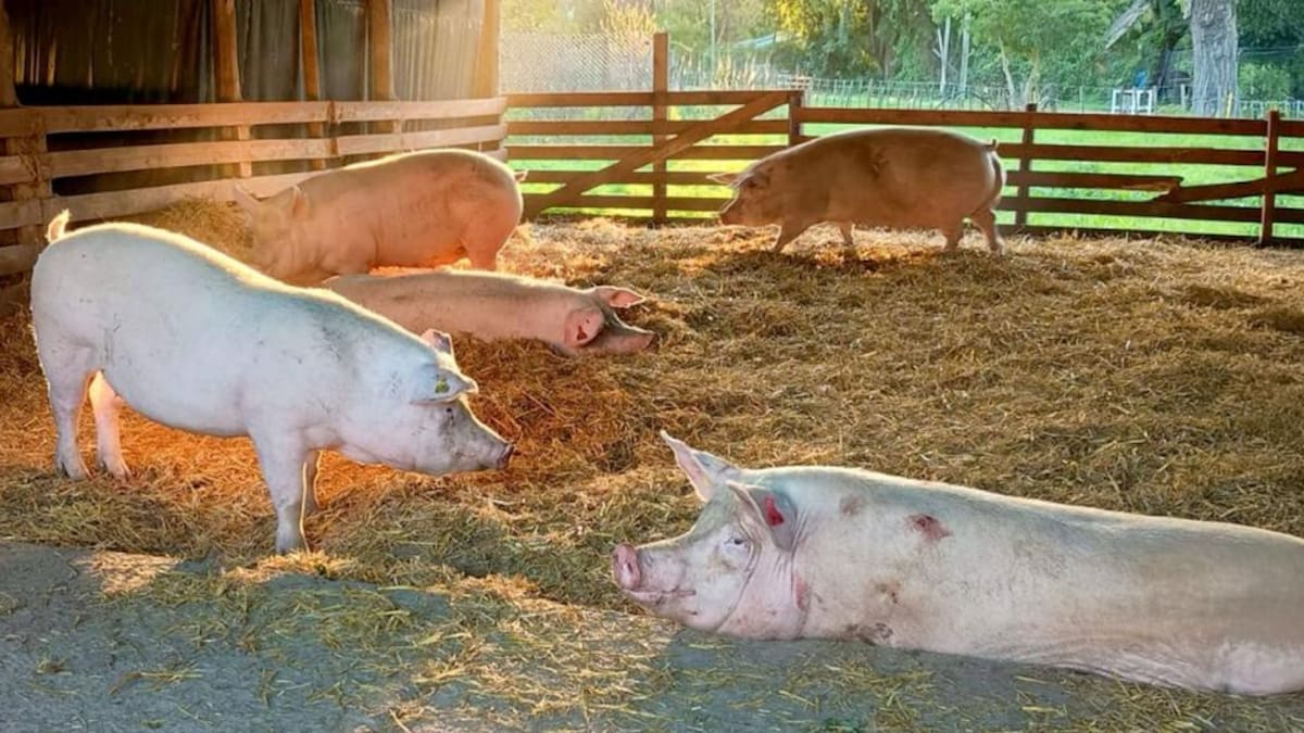 Hito científico en la UBA: nació el primer cerdo de América Latina modificado genéticamente para xenotrasplantes