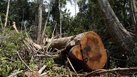 Amazonia en Perú. Foto: EFE.