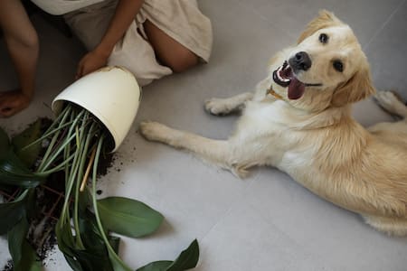 Mascotas, perro, plantas. Foto: Freepik.
