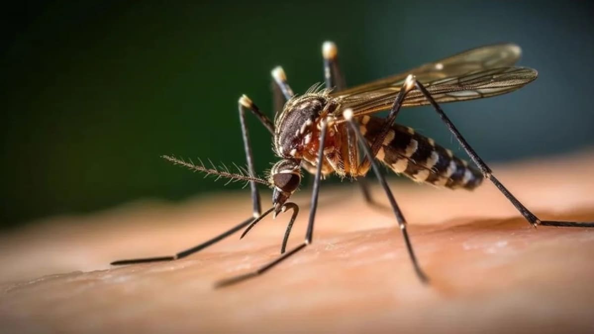 Dengue. Foto: NA.