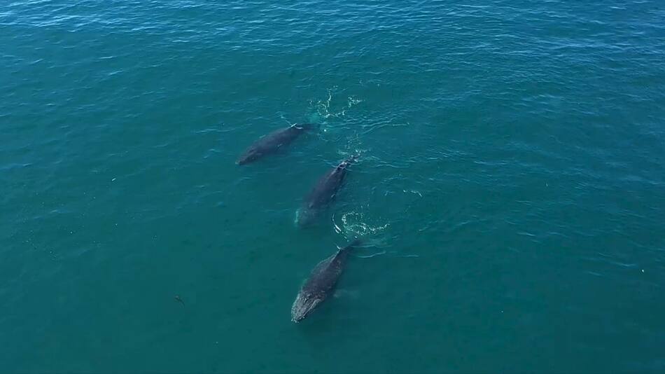 Ballenas Patagonia Azul. Foto: Rewilding Argentina