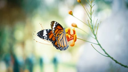 Mariposa. Foto: Unsplash