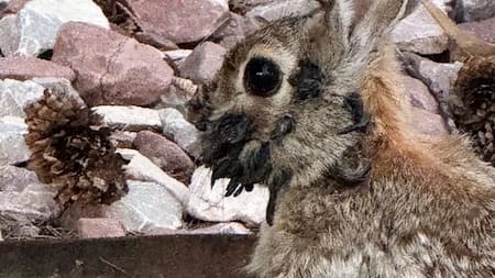 Una extraña afección en los conejos de Estados Unidos.