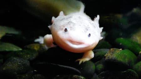 Ajolotes. Foto: Pexels.