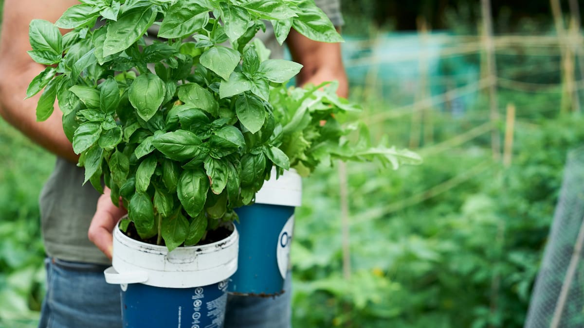 La albahaca necesita mucha luz para crecer de manera saludable