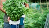 Cuidados simples, pero infalibles: cómo hacer que la planta de albahaca crezca más rápido