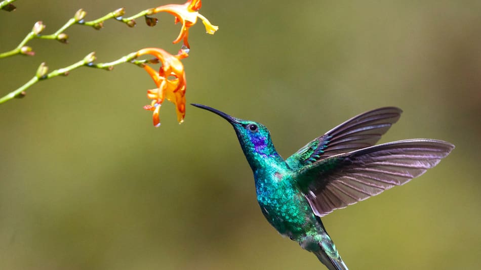 Colibrí de patas azules. Foto: Unsplash.