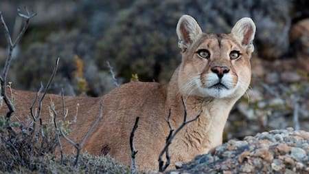 Caza de pumas en Neuquén aprobada por ley