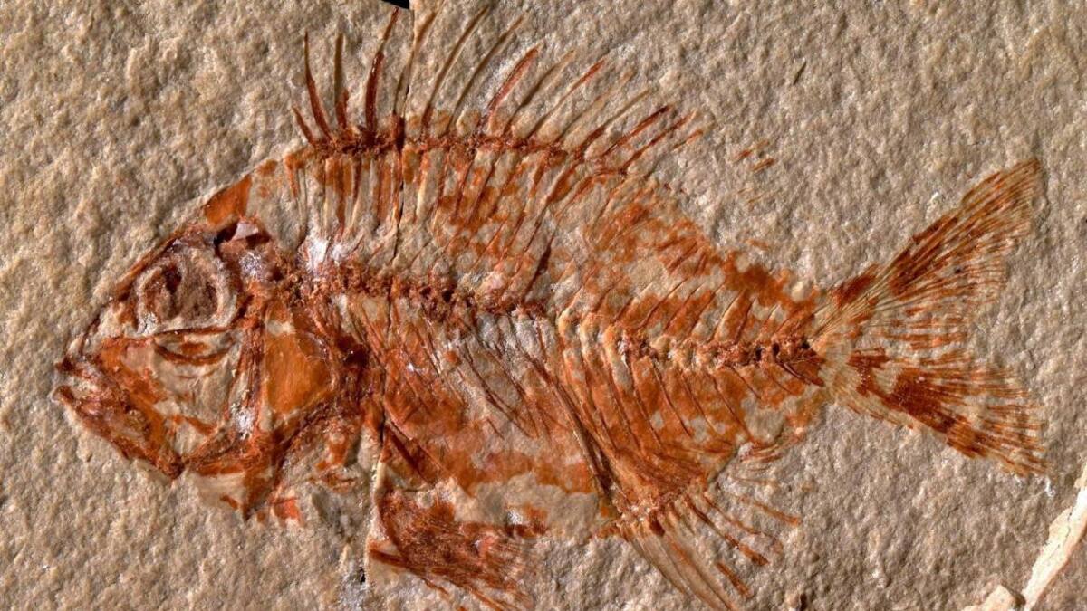 Hallan una nueva especie de pez en México que vivió hace 95 millones de años, EFE