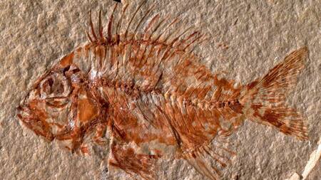 Hallan una nueva especie de pez en México que vivió hace 95 millones de años, EFE