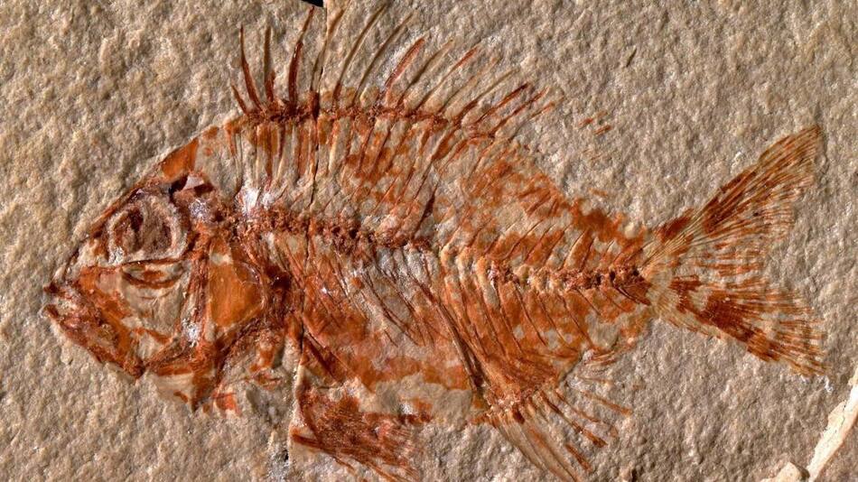 Hallan una nueva especie de pez en México que vivió hace 95 millones de años, EFE