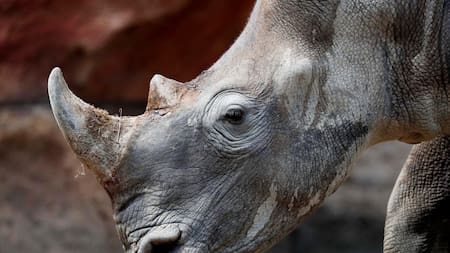 Rinoceronte sudafricano blanco. Foto: EFE.