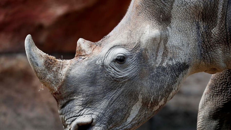 Rinoceronte sudafricano blanco. Foto: EFE.