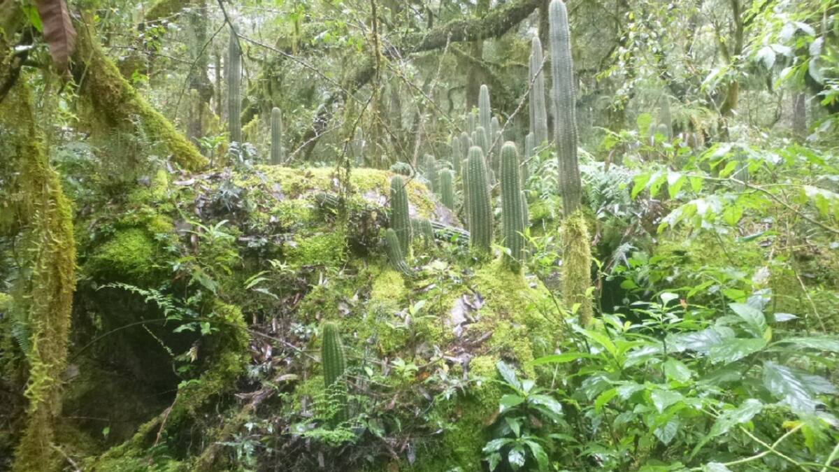 Reserva Nacional El Nogalar de Los Toldos. Foto: argentina.gob.ar