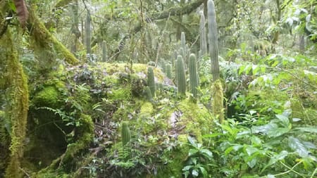 Reserva Nacional El Nogalar de Los Toldos. Foto: argentina.gob.ar